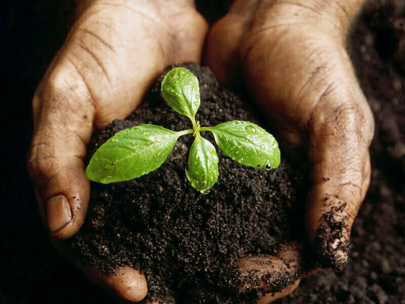 Seed